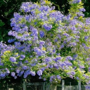 Jacaranda mimosifolia (NN)
