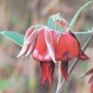Kennedia rubicunda (C)