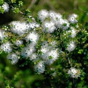 Kunzea Ambigua - White Kunzea or Tick Bush (AN)