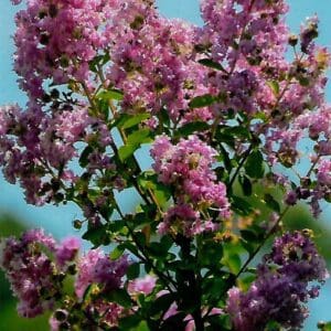Lagerstroemia indica - dwarf (NN)