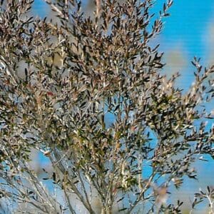 Leptospermum cv Copper Glow - Tea Tree (AN)