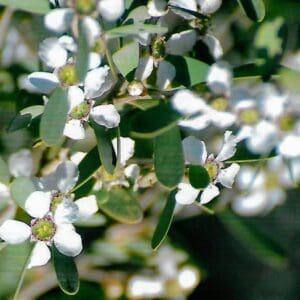 Leptospermum Laevigatum - Coastal Tea Tree (AN)