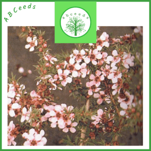Leptospermum Hybrid Pink Cascade - Tea Tree (AN)