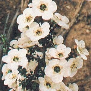 Leptospermum Rotundifolium cv Alba/Round-leaf Tea Tree white (AN)