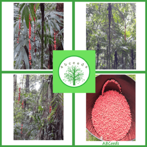 Linospadix monostachyos (PM)