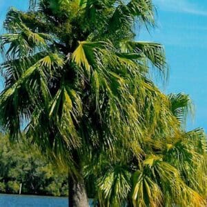 Livistona chinensis (PM)