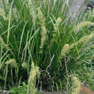 Lomandra longifolia (O)