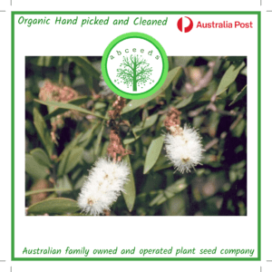 Melaleuca Viridiflora - Broad-leafed Paperbark (AN)