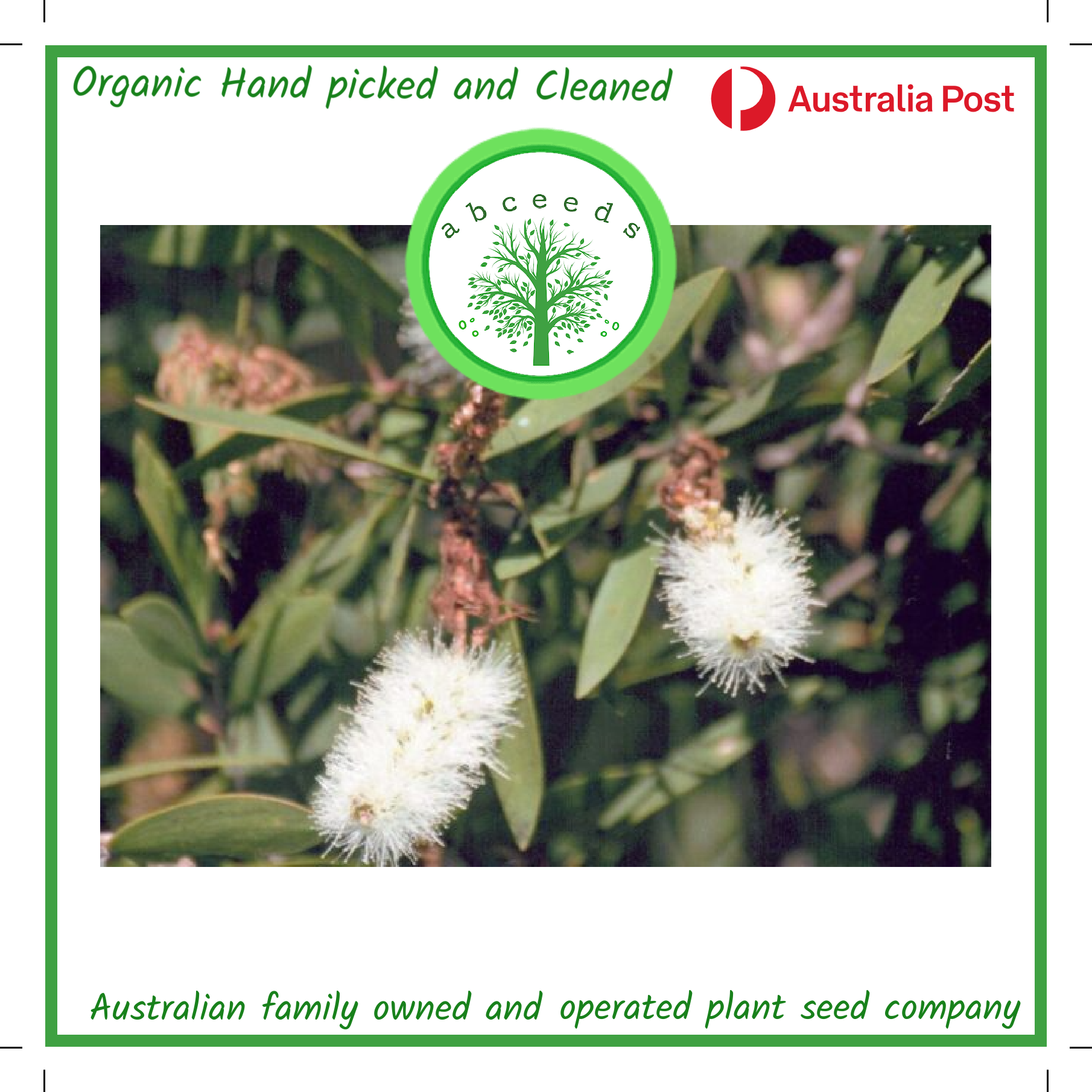Melaleuca Viridiflora - Broad-leafed Paperbark (AN)