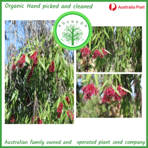 Melaleuca Viridiflora Rubiflora - Paperbark (AN)