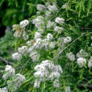 Melaleuca Linariifolia - Narrow-leaved Paperbark(AN)