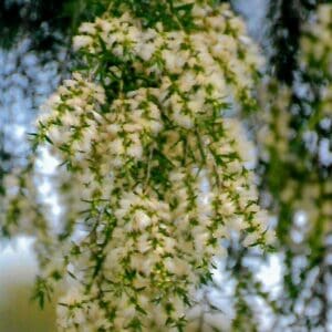 Melaleuca Quinquenervia - Fine Leaf (AN)