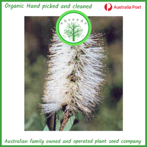 Melaleuca salicina - Willow Bottlebrush (AN)