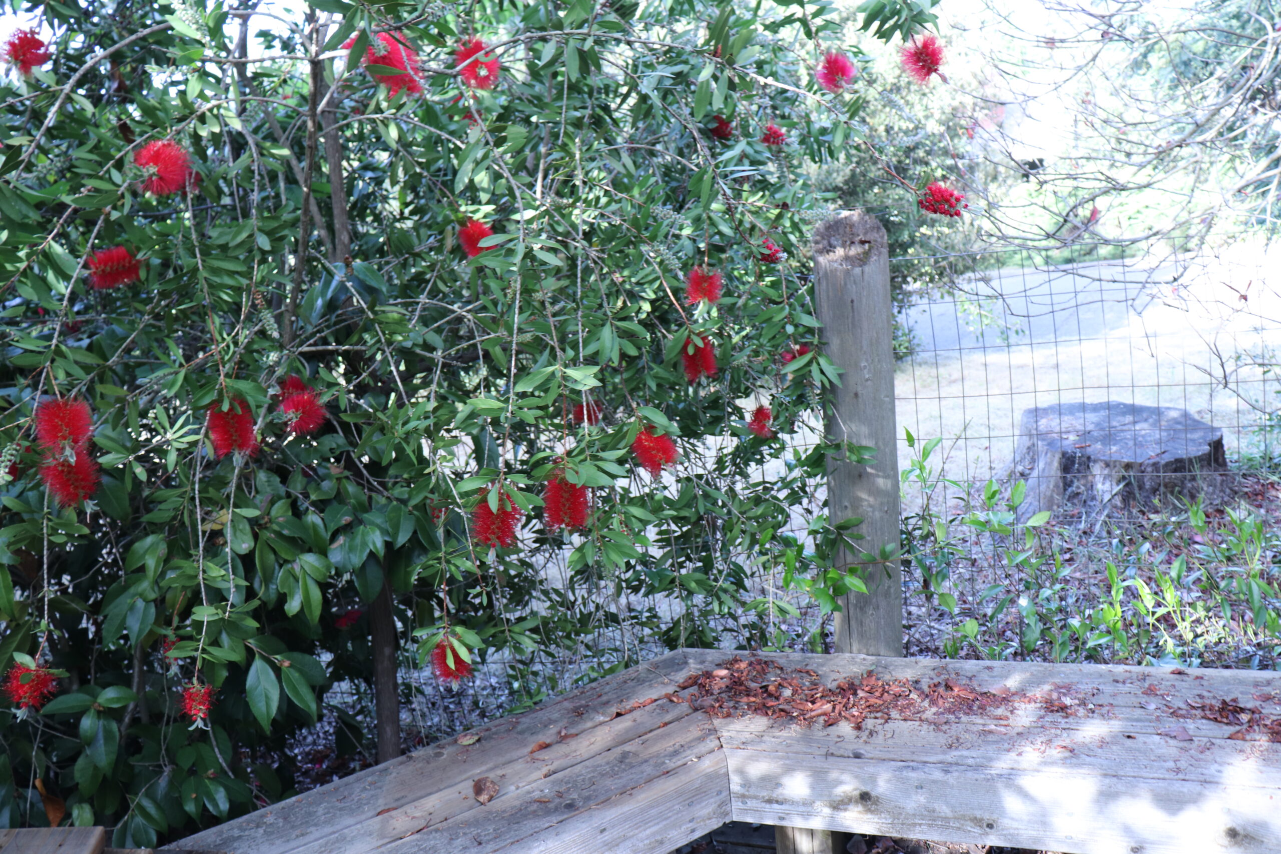 Callistemon Citrinus - Crimson Bottlebrush (AN) - Image 4