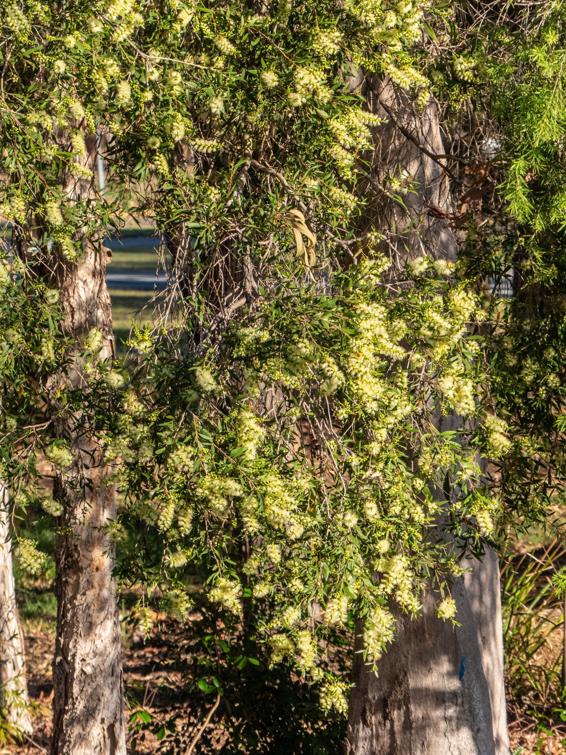 Melaleuca salicina - Willow Bottlebrush (AN) - Image 2