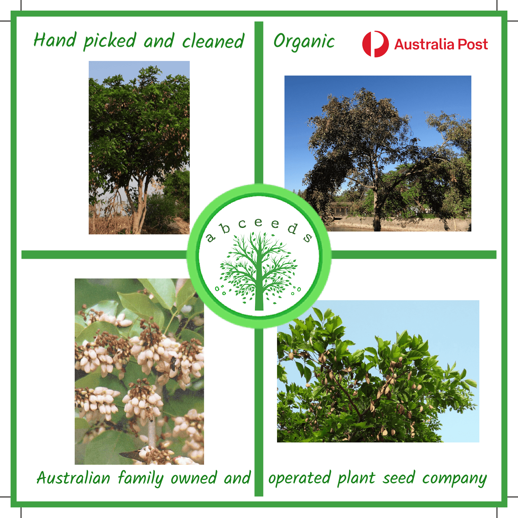 planting nettle seeds Stinging Nettle Seeds (Urtica dioica) main image 1