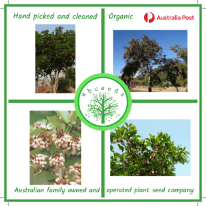 Millettia pinnata -Synonym Pongamia Pinnata - Indian Beech (AN)