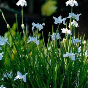 Dietes Iridioides (O)