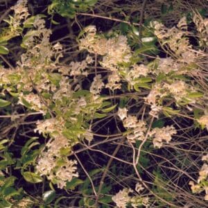 Pandorea pandorana (C)