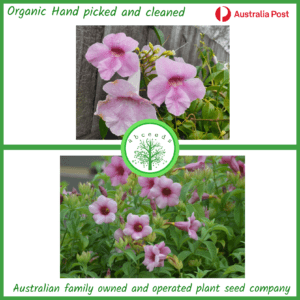 Pandorea jasminoides - Bower of Beauty (Dark pink flower) (C)