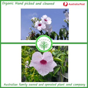 Pandorea jasminoides cv pale pink (Light Pink) Bower of Beauty(C)