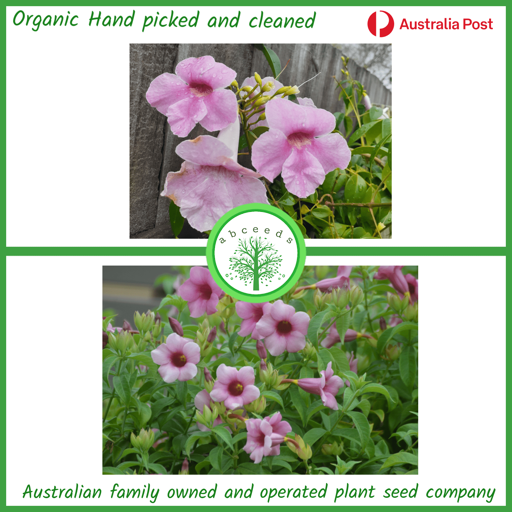 Pandorea jasminoides - Bower of Beauty (Dark pink flower) (C)