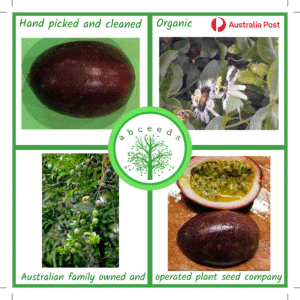 Passiflora Large Purple - Passionfruit