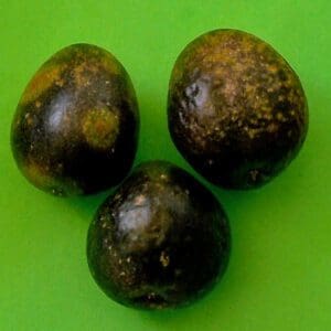 Passiflora Small Purple - Passionfruit