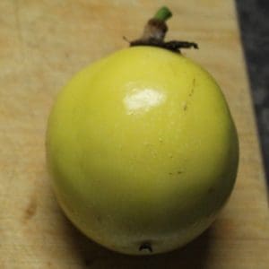 Passiflora Small Gold - Passionfruit