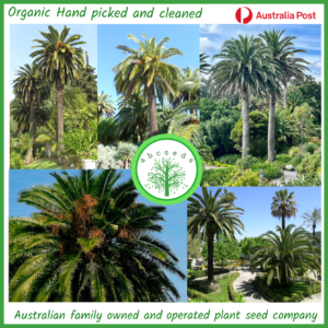 Majestic Phoenix canariensis Canary Island Palm with its thick trunk