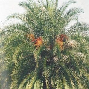 Phoenix sylvestris (PM)