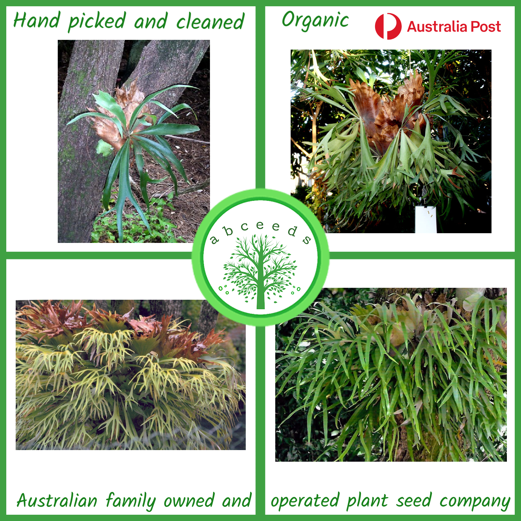 Platycerium bifurcatum – Elkhorn Fern (F)