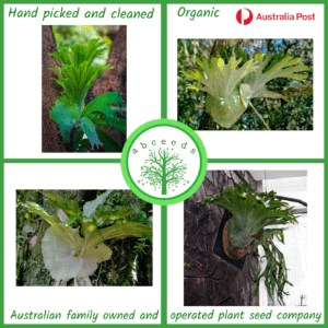 Platycerium superbum - Queensland Staghorn Fern (F)