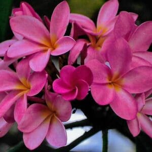 Plumeria Thai mix - Frangipani