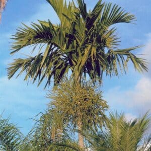 Ptychosperma elegans (PM)