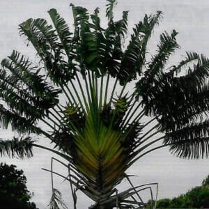 Traveller's Palm (Ravenala madagascariensis) with large, fan-shaped leaves in a tropical garden.
