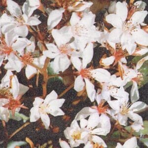 Rhaphiolepis indica (NN)