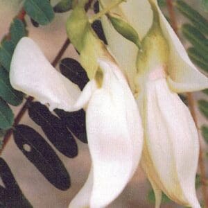 Sesbania Grandiflora cv Alba - White Wisteria Tree (AN)