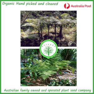 Sphaeropteris cooperi (syn. Cyathea cooperi) – Lacy Tree Fern