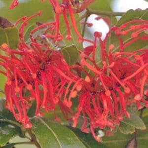 Stenocarpus Sinuatus - Queensland Firewheel Tree (AN)