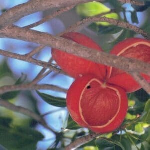 Sterculia Quadrifida - Peanut Tree (AN)