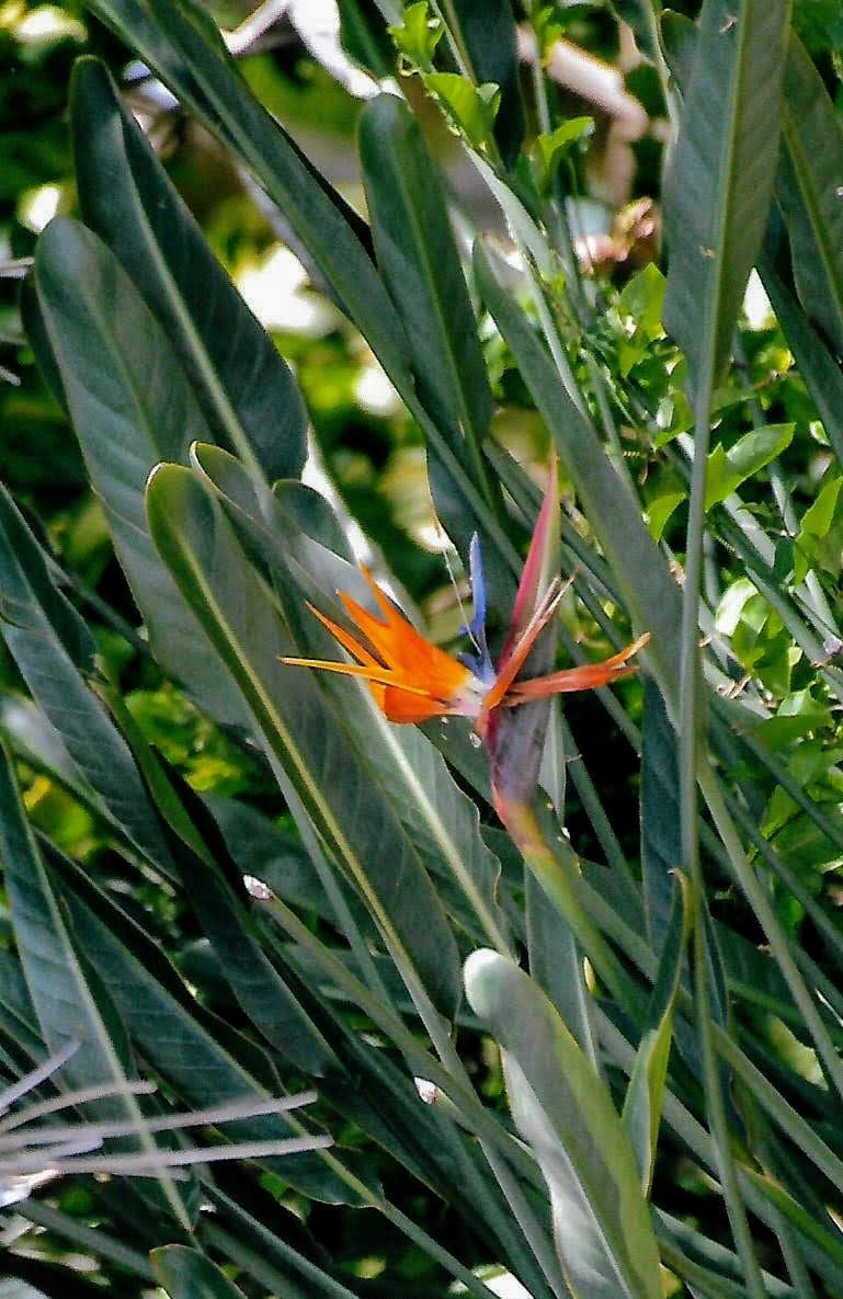 Strelitzia parvifolia (O) - Image 2