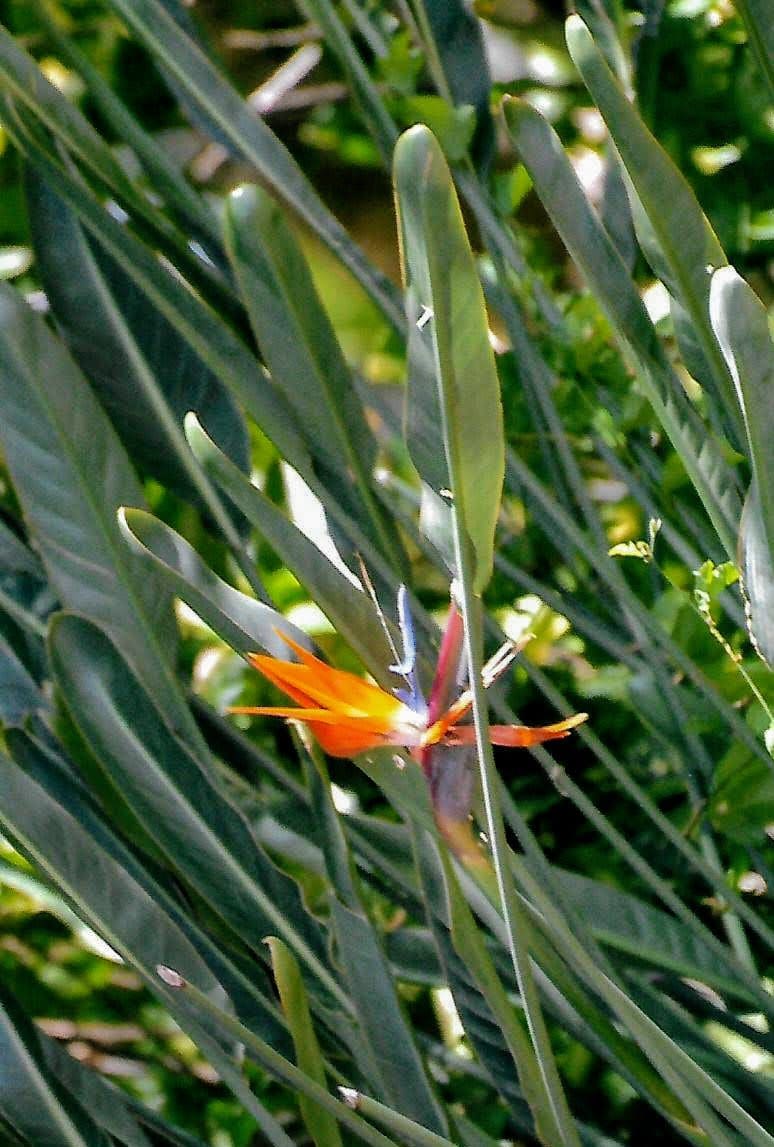 Strelitzia parvifolia (O)