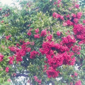 Syzygium Luehmannii - Small-leaved Lilly Pilly (AN)