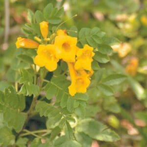 Tecoma smithii hybrid (NN)