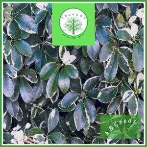 Schefflera arboricola - variegata - Dwarf Umbrella Tree (NN)