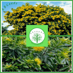 Xanthostemon  Chrysanthus - Golden Penda (AN)