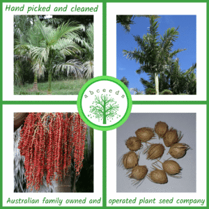 Alexandra Palm seeds - Archontophoenix alexandrae