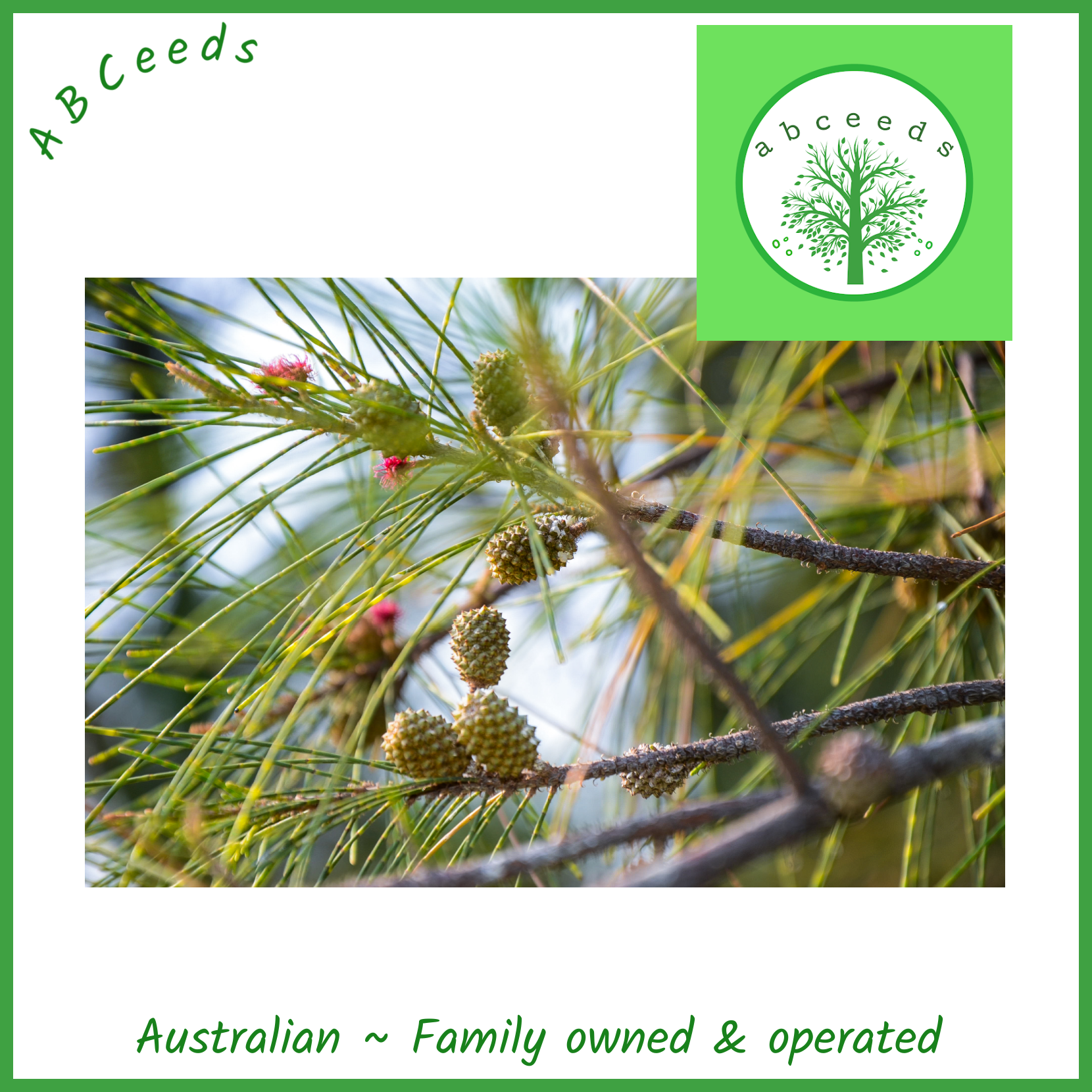 Casuarina Equisetifolia - Australian Pine Tree (AN)