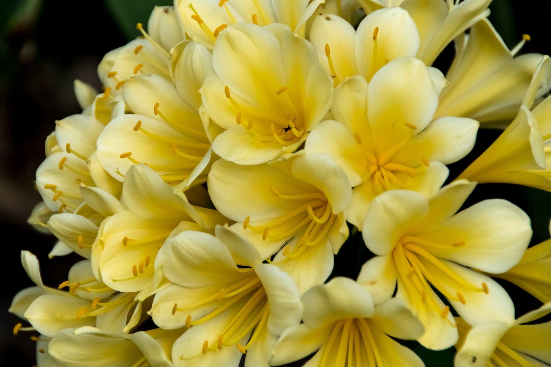 Clivia miniata cv yellow - Bush Lily - Rare (FW) - Image 5